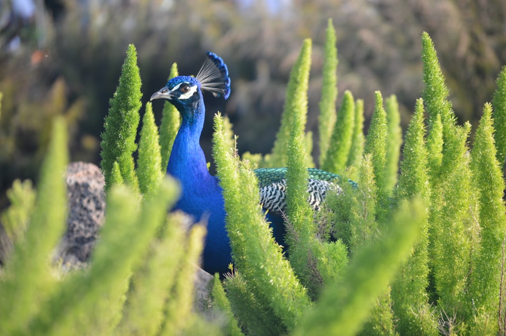 selective focus photography of blue peacock