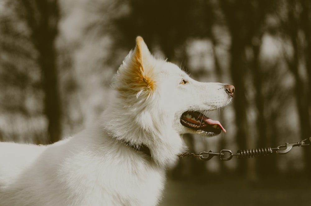 Fotografia de foco raso do cão branco