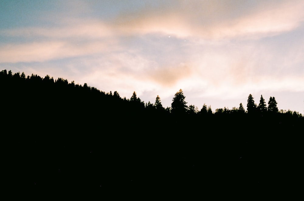 silhouette of trees under clouded sky