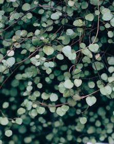 close up photography of leaves