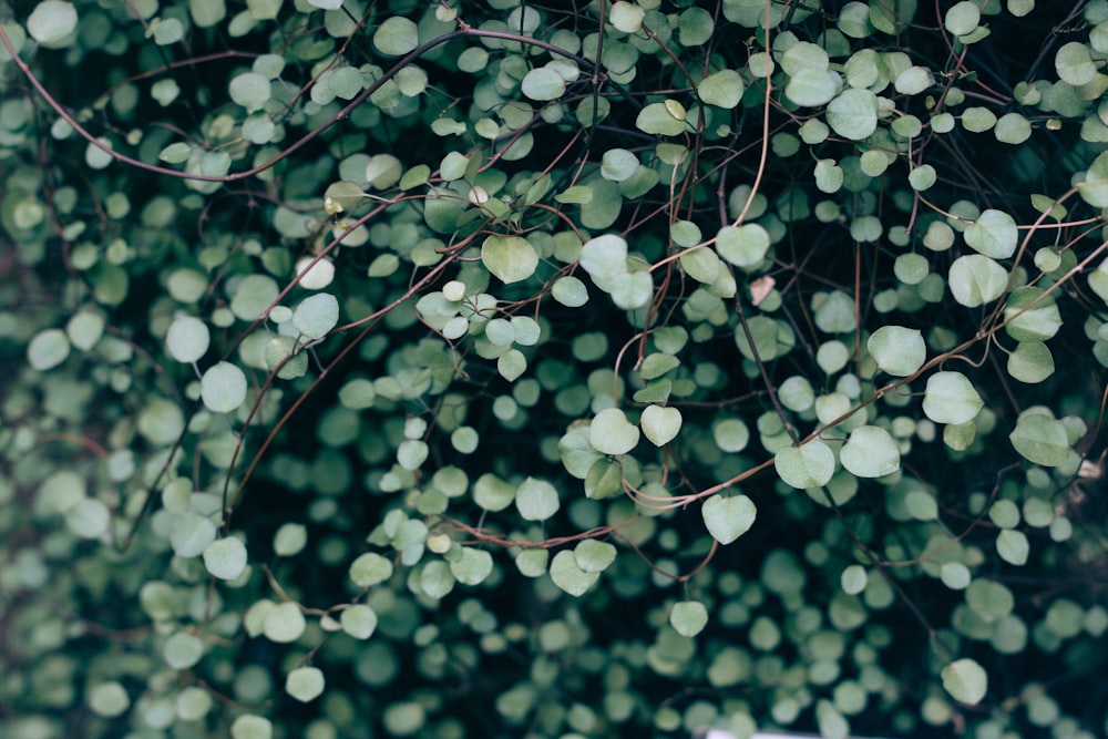 Photographie en gros plan de feuilles