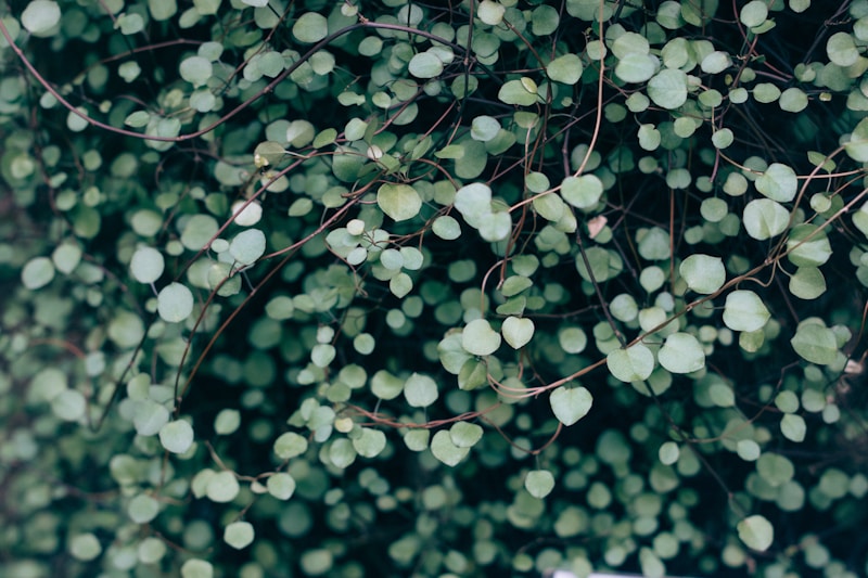 Greenery