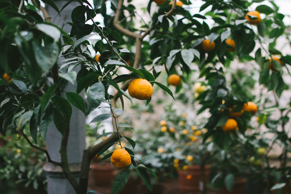 Fotografía de enfoque superficial de frutos naranjas