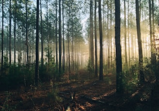 photography of tall trees at daytime