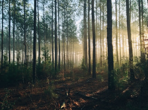 Photograph of tall trees at sunrise