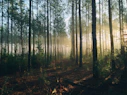 photography of tall trees at daytime