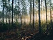 photography of tall trees at daytime