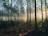 photography of tall trees at daytime