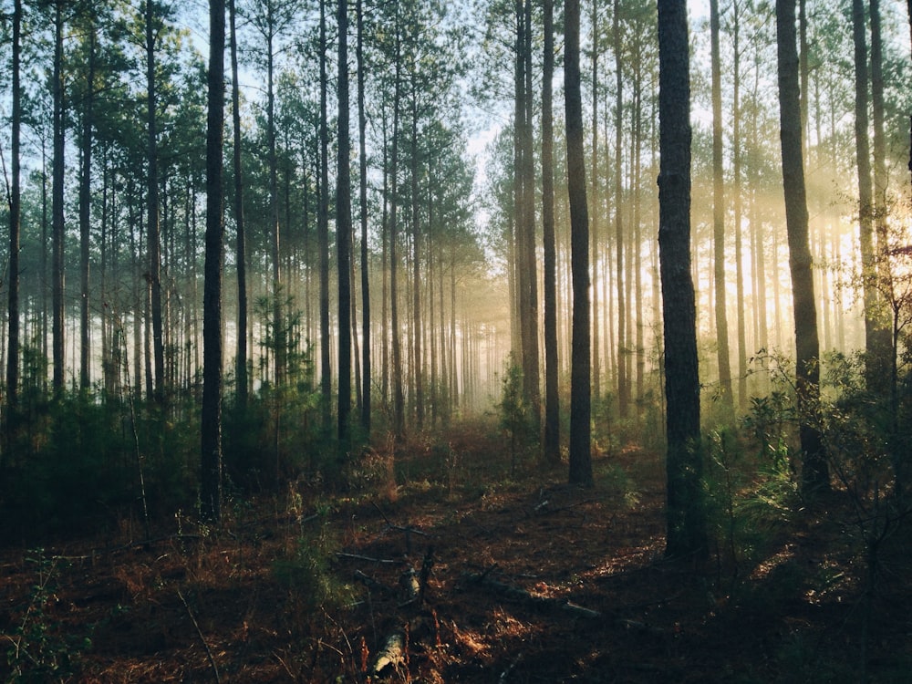 photography of tall trees at daytime