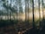 photography of tall trees at daytime