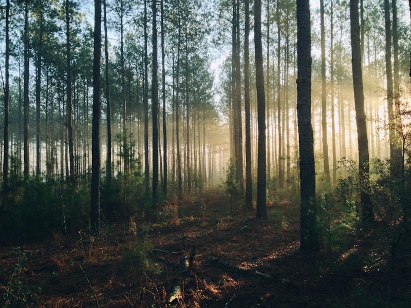Sunlight falling through a dense green forest, illustrating the eucalyptus fibre base behind Altri&rsquo;s pulp mills