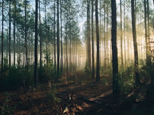 photography of tall trees at daytime