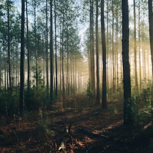 photography of tall trees at daytime