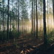 photography of tall trees at daytime