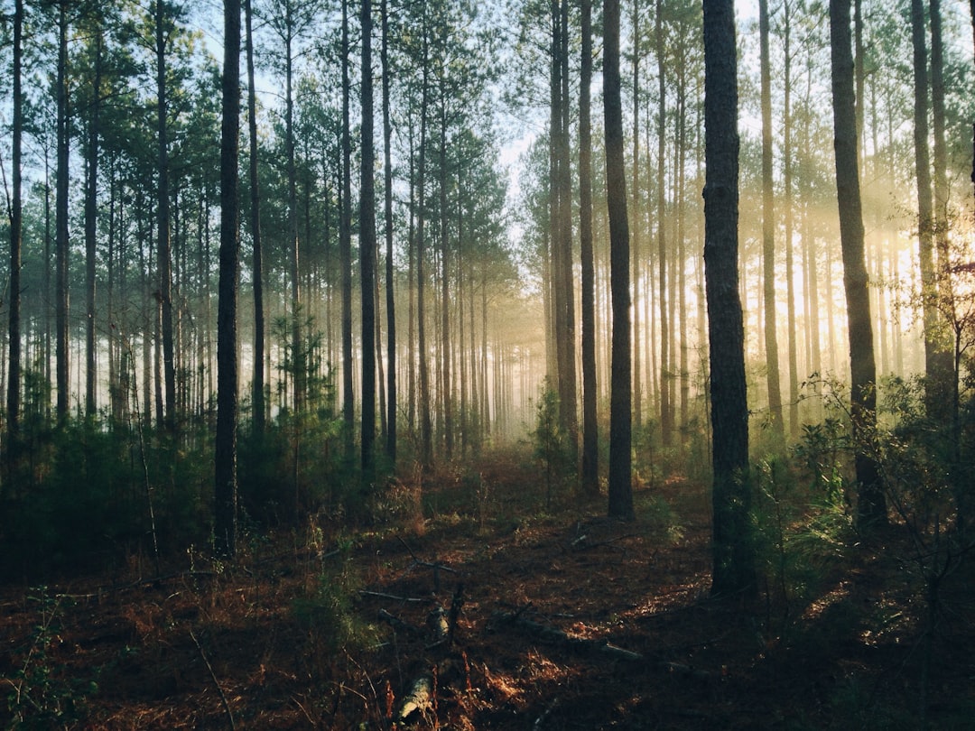photography of tall trees at daytime, Illuminated woods