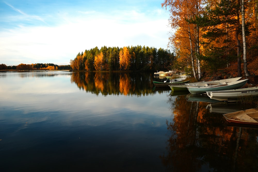 four boats docked near land surrounded by green leaf trees