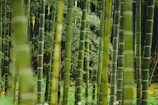 bamboo trees
