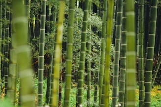 bamboo trees