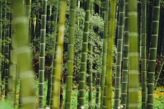 bamboo trees