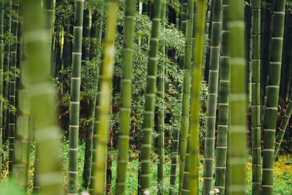 Árboles de bambú