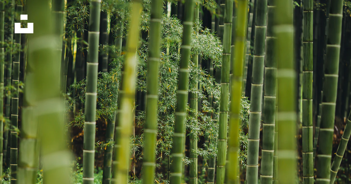 竹の写真 – Unsplashの無料竹写真