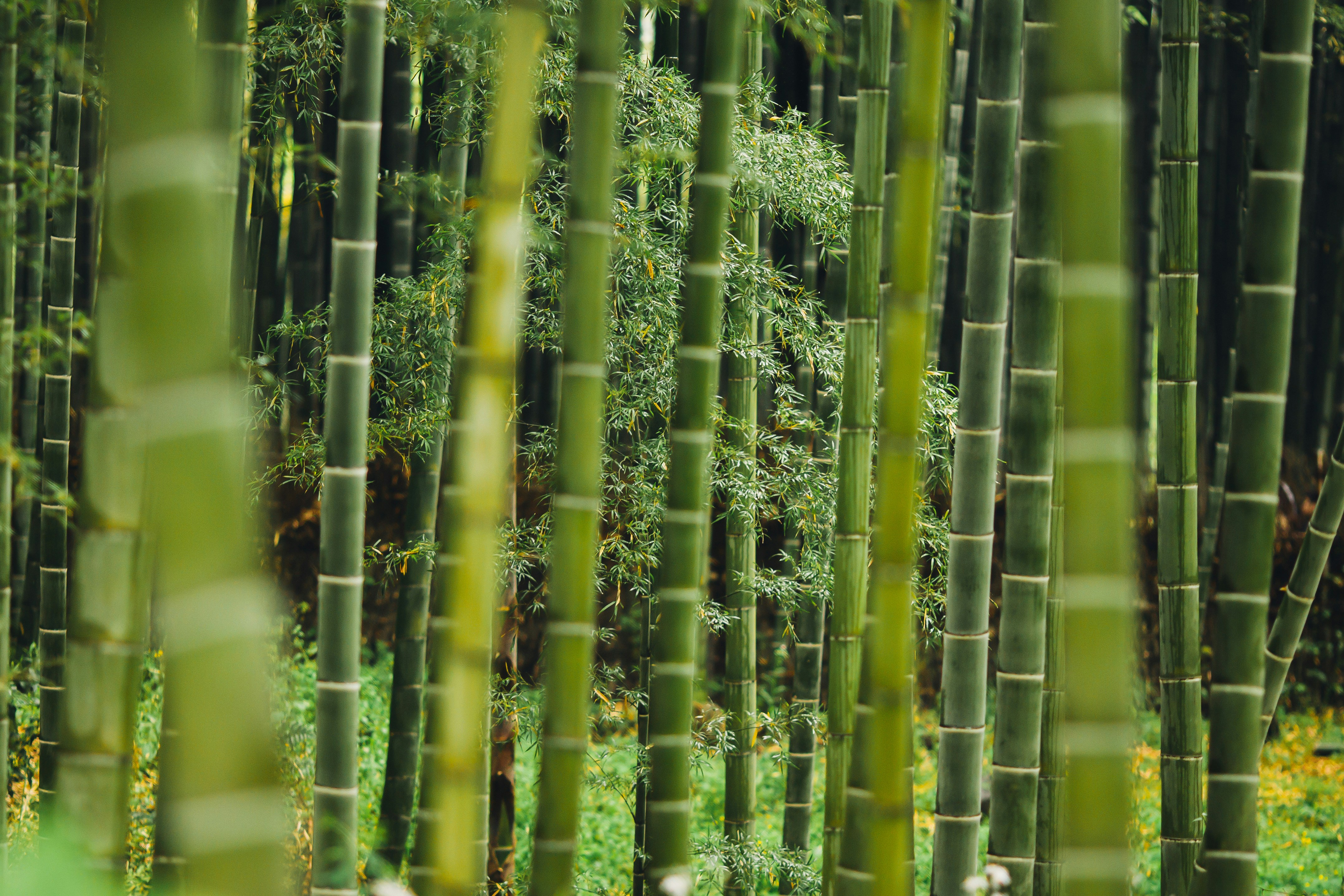  bambus træer