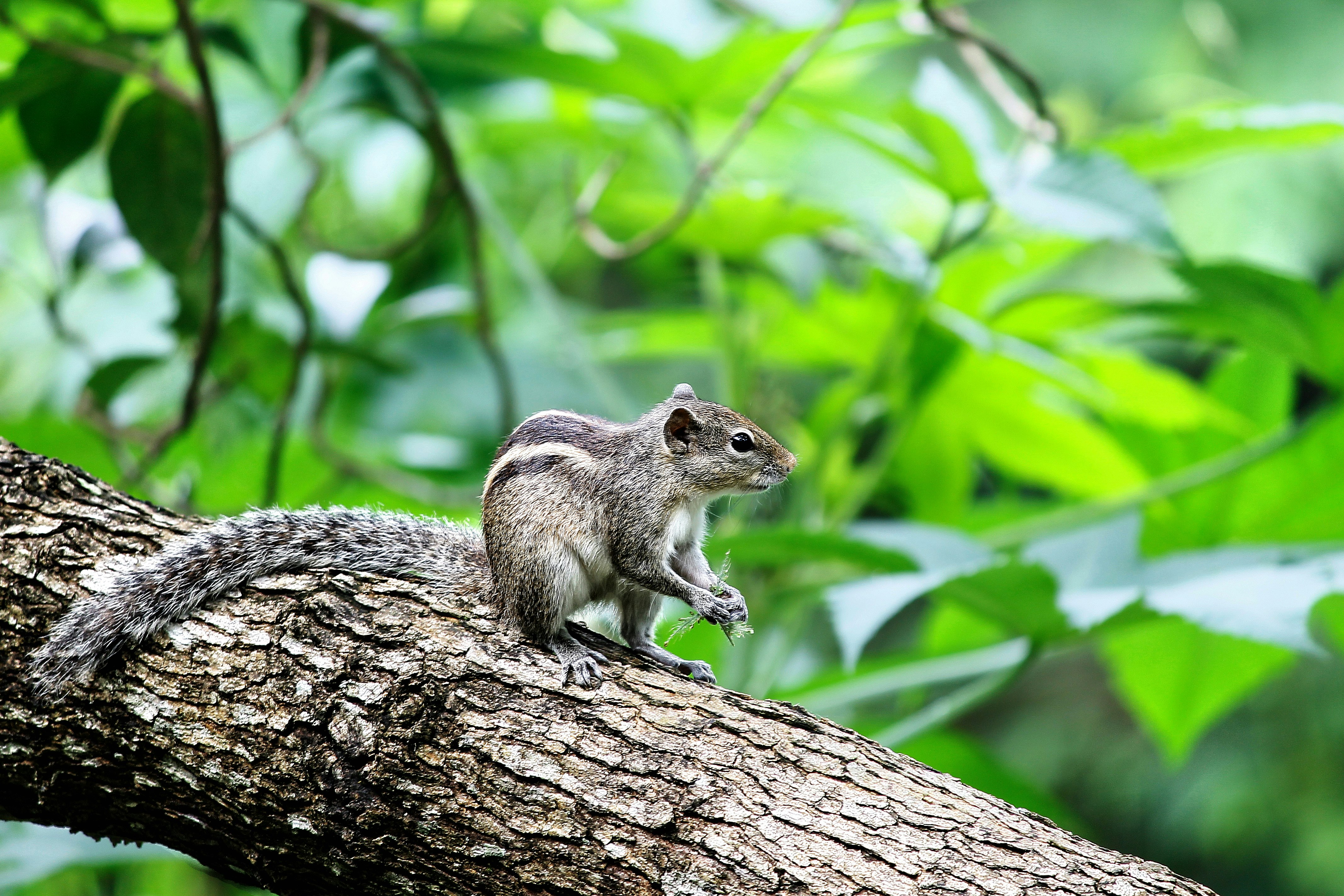 squirrel on tree brunch