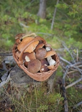 A wicker basket filled with various wild mushrooms is placed on a tree stump in a forest setting. The mushrooms vary in size and color, with shades of brown and orange. The background consists of green foliage and scattered branches, creating a natural, woodland atmosphere.