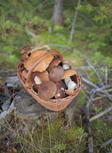 A wicker basket filled with various wild mushrooms is placed on a tree stump in a forest setting. The mushrooms vary in size and color, with shades of brown and orange. The background consists of green foliage and scattered branches, creating a natural, woodland atmosphere.