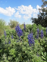 A garden bed filled with lush green borage plants under a clear blue sky.
