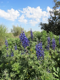 A garden bed filled with lush green borage plants under a clear blue sky.