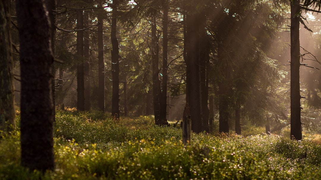 low-light photo of forest, Sun peeking through the trees