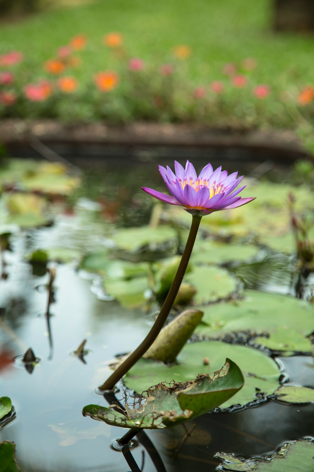 purple waterlily in bloom during daytime