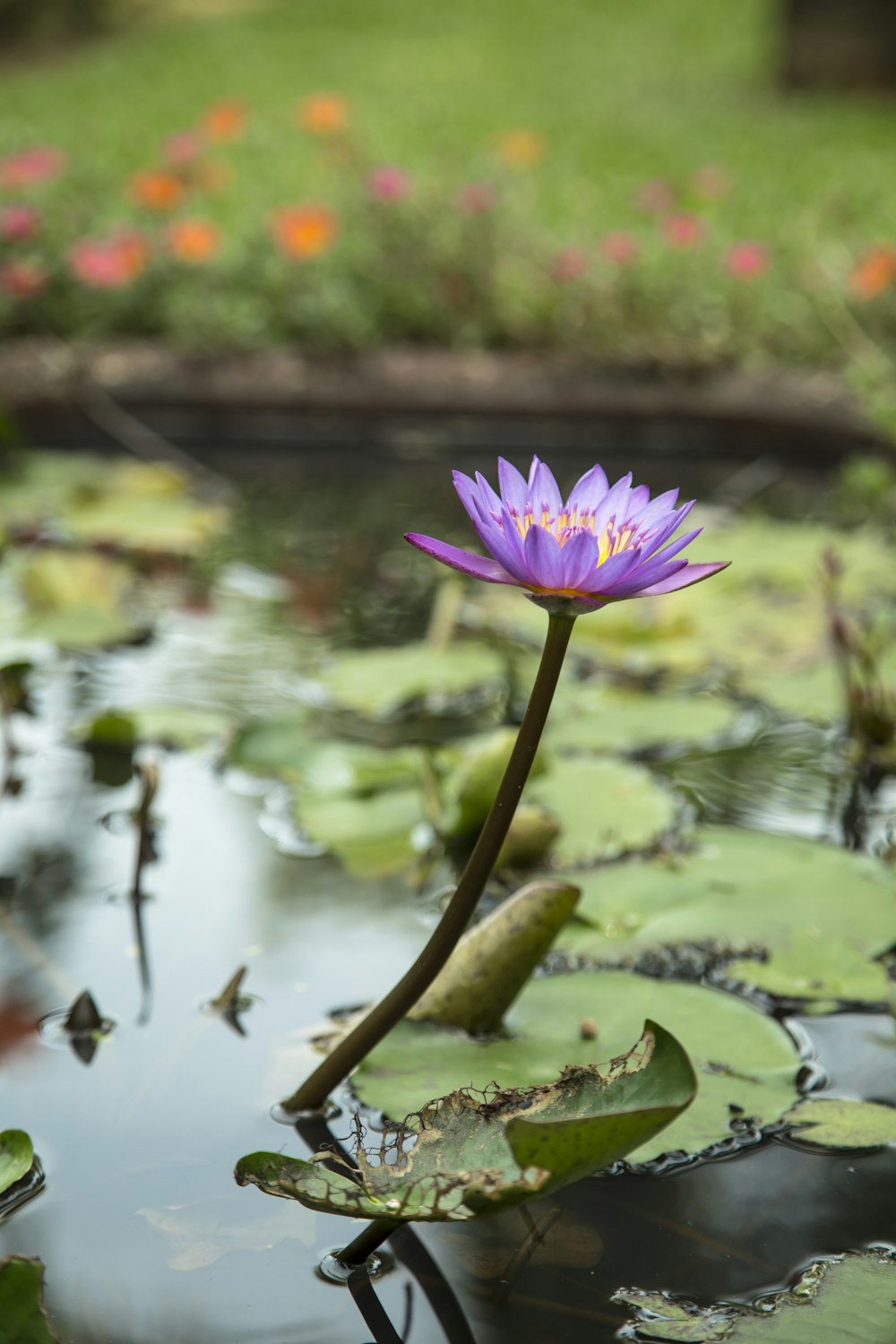 purple waterlily in bloom during daytime