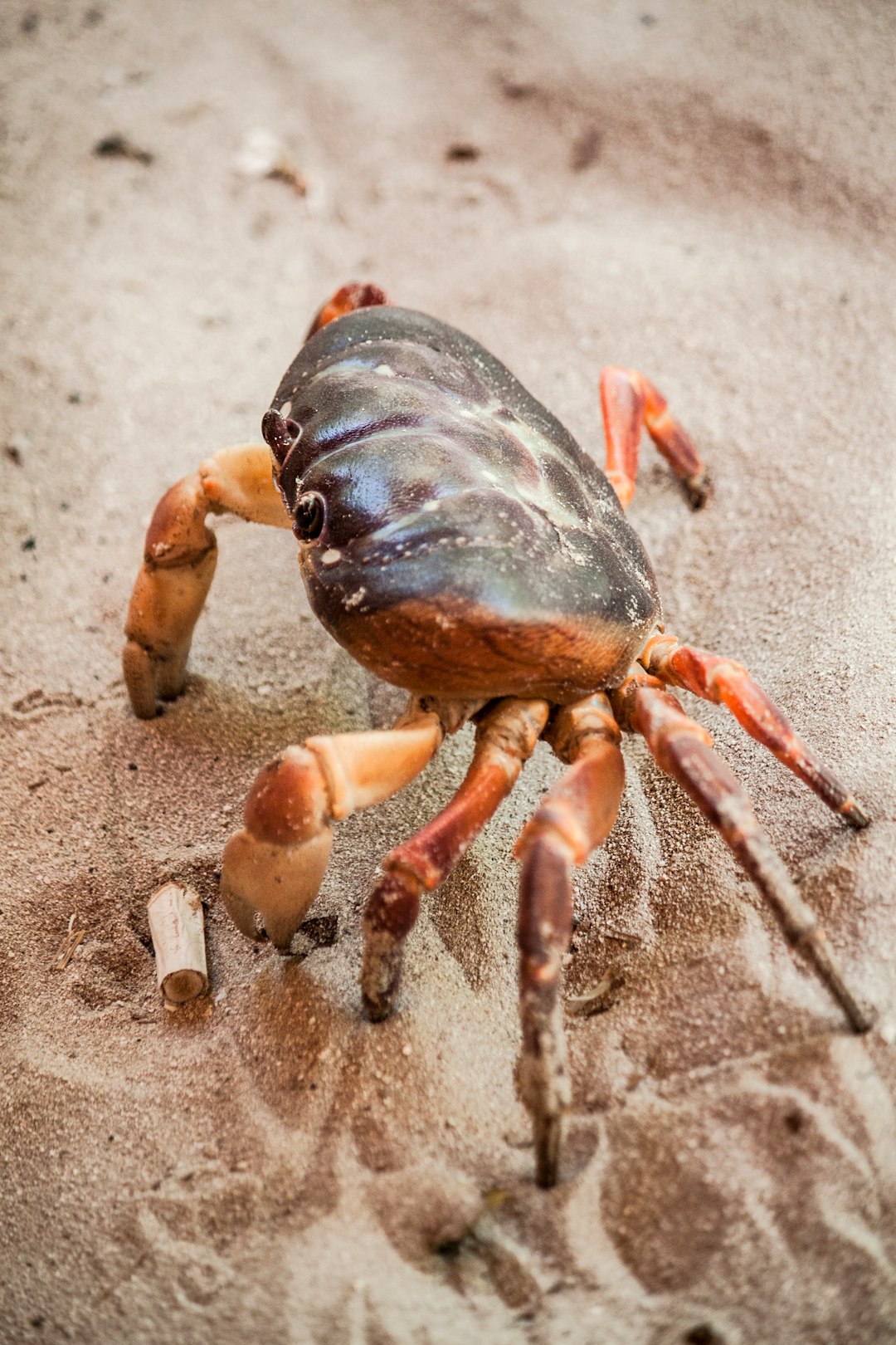 brown crab on gray sand