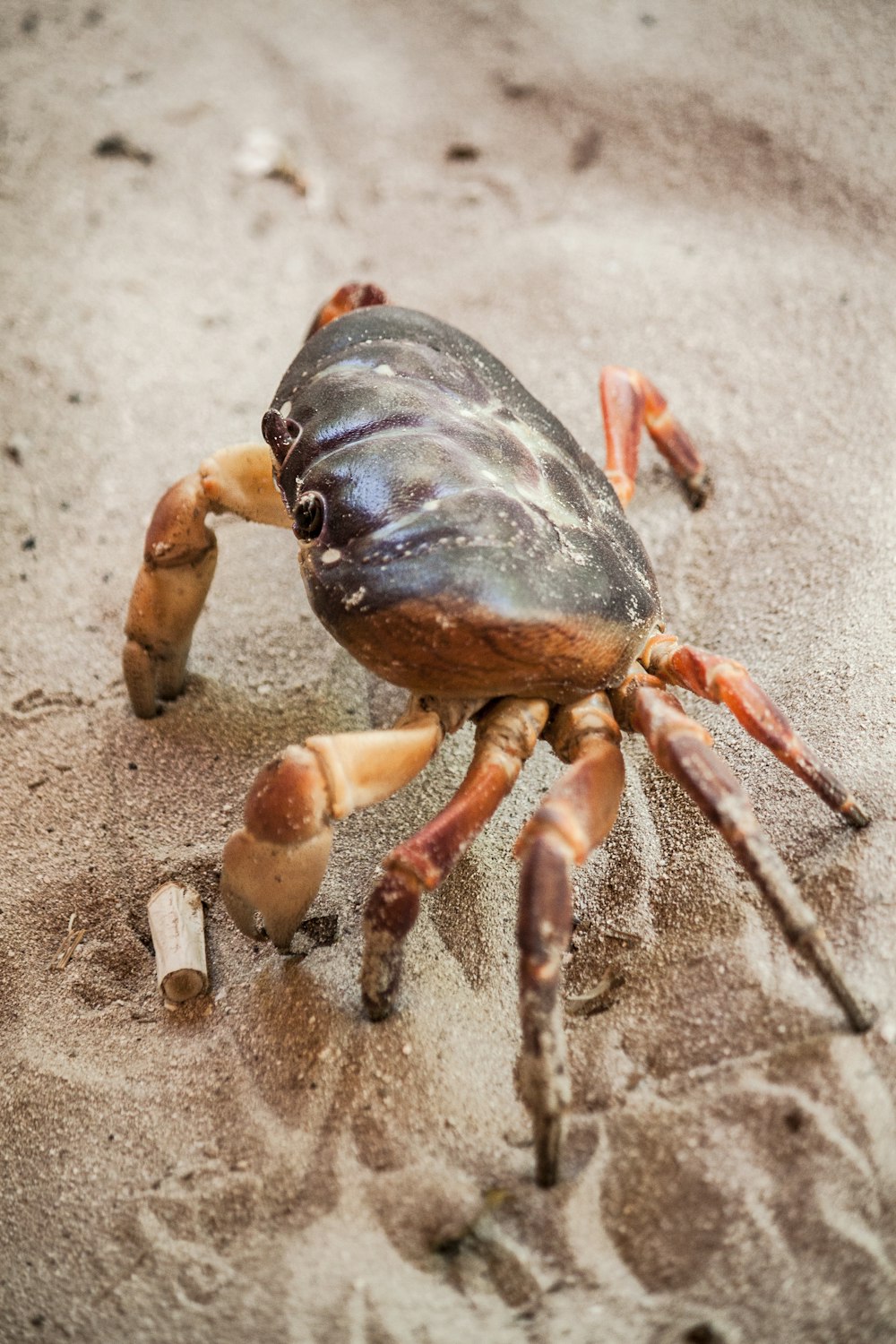 brown crab on gray sand