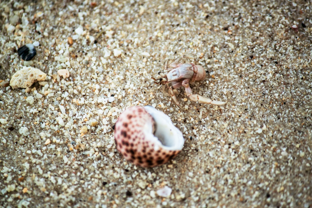 white and brown sea creature on white sand during daytime