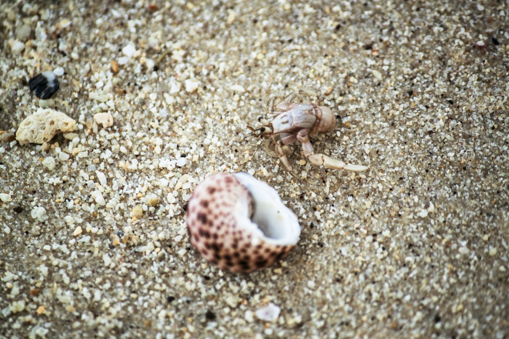 Créature marine blanche et brune sur le sable blanc pendant la journée