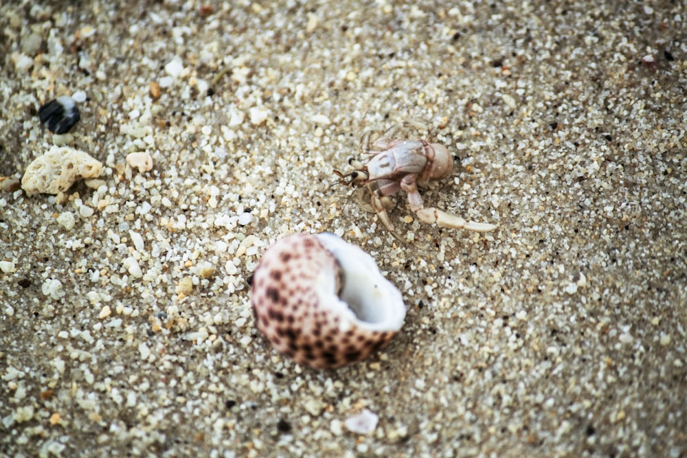 white and brown sea creature on white sand during daytime