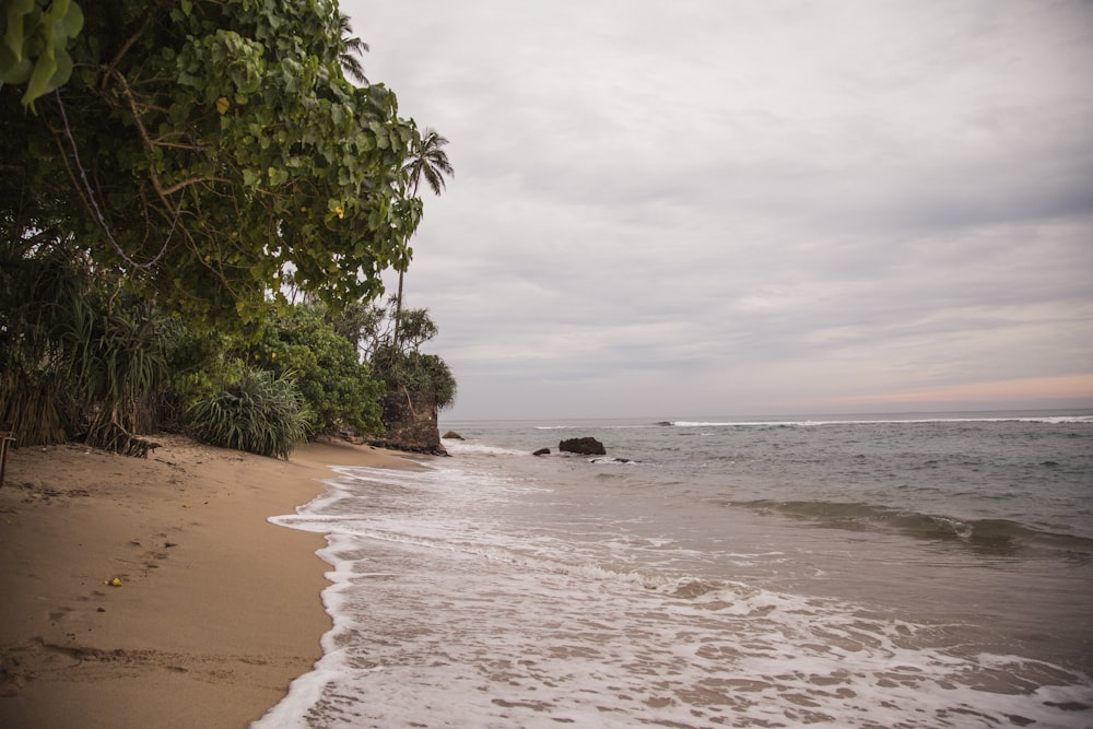 green trees on brown sand beach during daytime