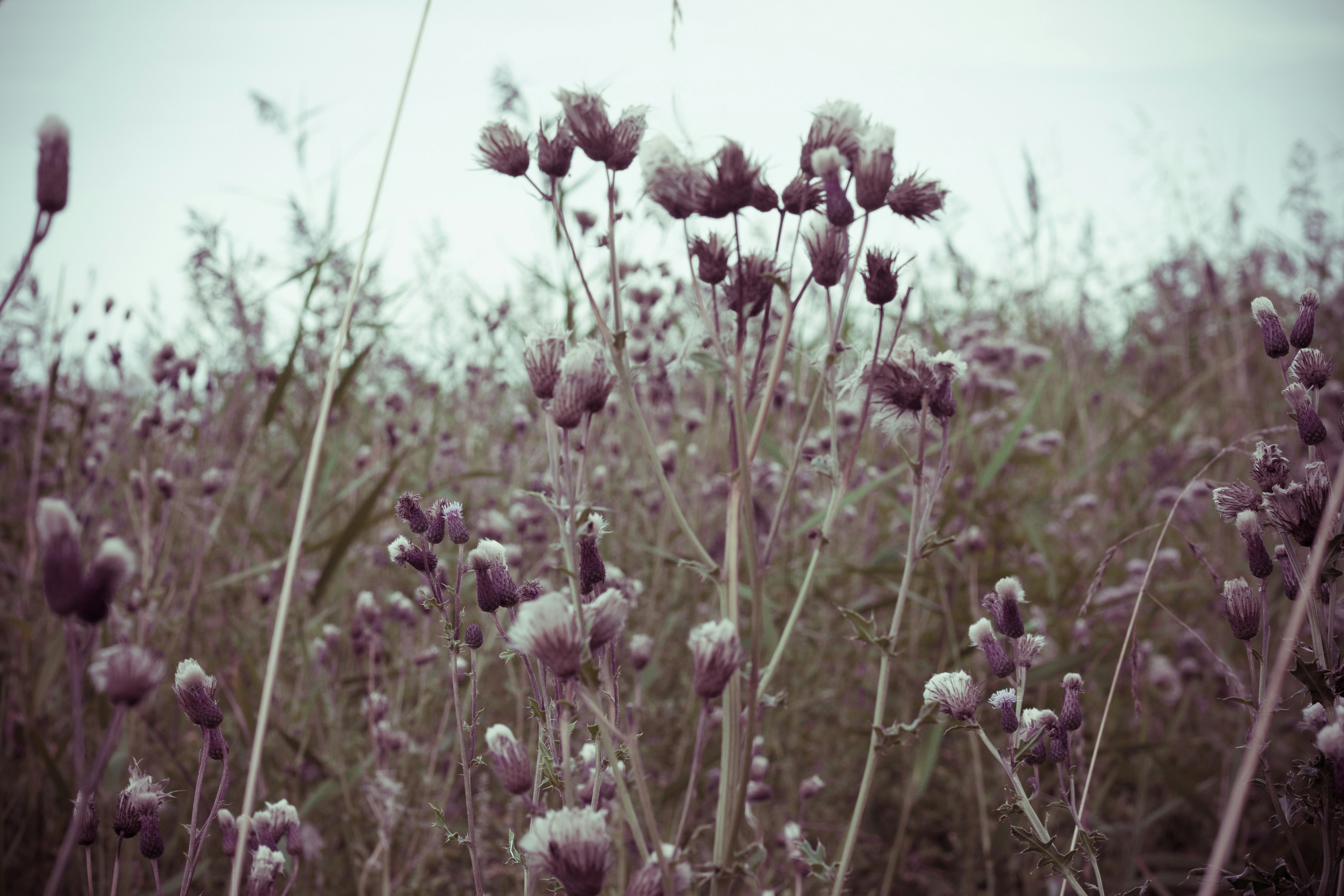 Free Unsplash photo from Maria  Pranka