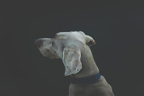 Happy dog