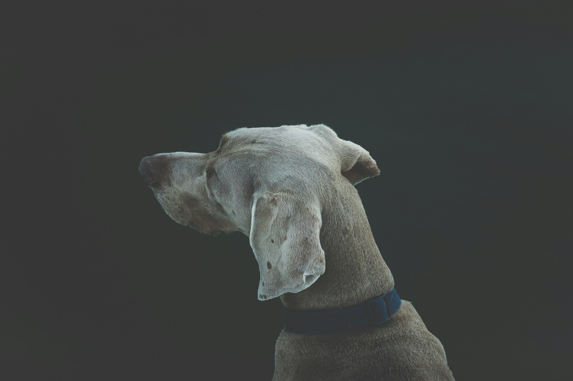 selective focus photography of short-coated white and tan dog