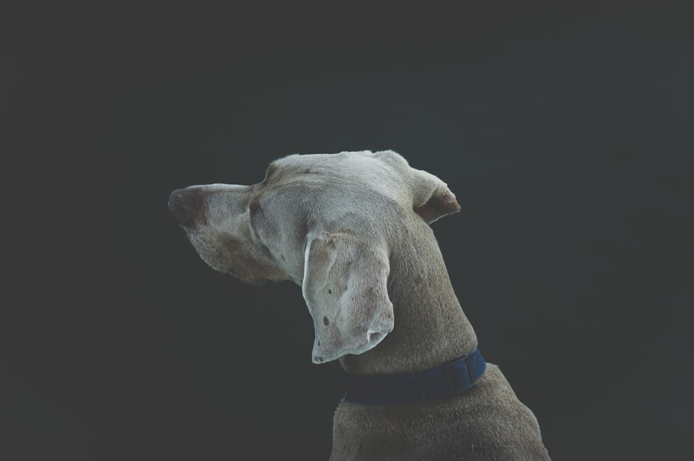 selective focus photography of short-coated white and tan dog