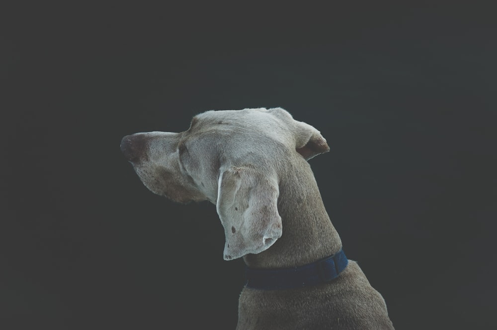 Fotografía de enfoque selectivo de perro blanco y tostado de pelo corto