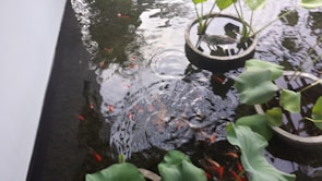 IoT devices installed in a fish pond for water quality and temperature monitoring.