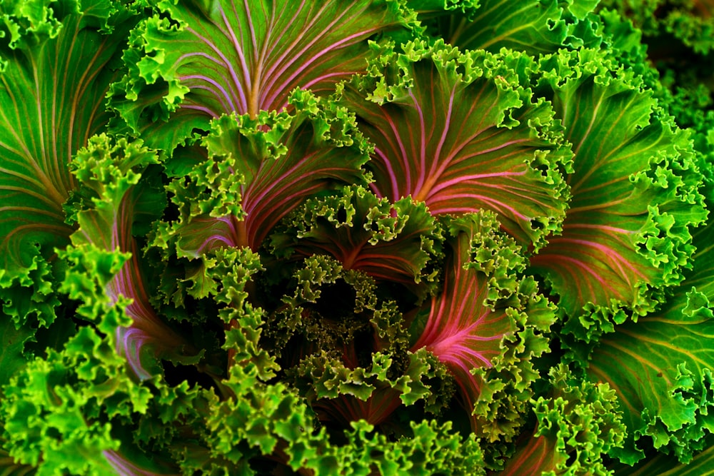 Foto de enfoque de verduras verdes