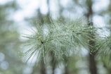 A close-up of a freshly cut pine tree branch with droplets of water.
