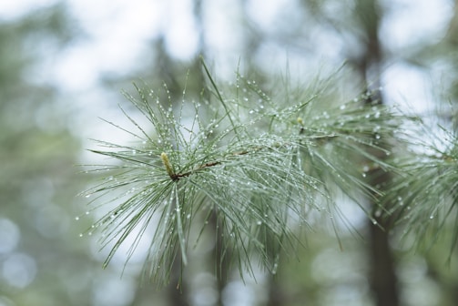 A close-up of a freshly cut pine tree branch with droplets of water.