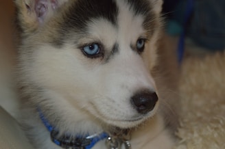 A close-up of a playful pomsky puppy with bright blue eyes.